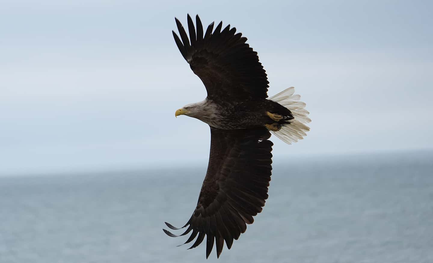 Egy fehérfejű rétisas kitárt szárnyakkal siklik az óceán felett, háttérben az éggel.